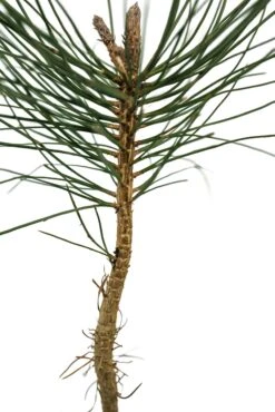Ponderosa Pine | Medium Tree Seedling -Evergreen Plants Shop PonderosaPine Med 4