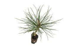 Ponderosa Pine | Medium Tree Seedling -Evergreen Plants Shop PonderosaPine Med 5