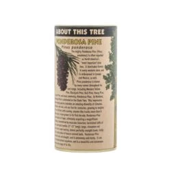 Ponderosa Pine | Seed Grow Kit -Evergreen Plants Shop Ponderosa Pine 11