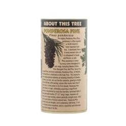 Ponderosa Pine | Seed Grow Kit -Evergreen Plants Shop Ponderosa Pine 12