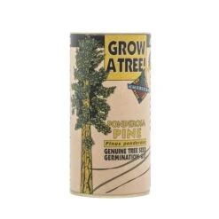 Ponderosa Pine | Seed Grow Kit -Evergreen Plants Shop Ponderosa Pine 2