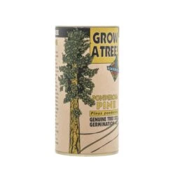 Ponderosa Pine | Seed Grow Kit -Evergreen Plants Shop Ponderosa Pine 3