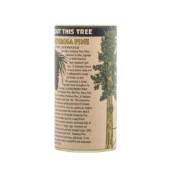 Ponderosa Pine | Seed Grow Kit -Evergreen Plants Shop Ponderosa Pine 9