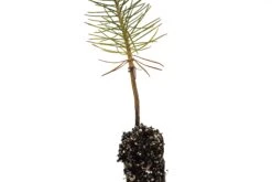 Ponderosa Pine | Small Tree Seedling -Evergreen Plants Shop Ponderosapine 2 Small b1c2d93c 1181 463d a671 e8347224a8db