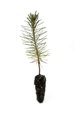 Bonsai Starter | Packaged Live Tree -Evergreen Plants Shop Ponderosapine 4 Small 1667e7fe afab 4ef1 8eb3 ec8869147b6a 1