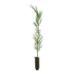 Port Orford Cedar | Medium Tree Seedling