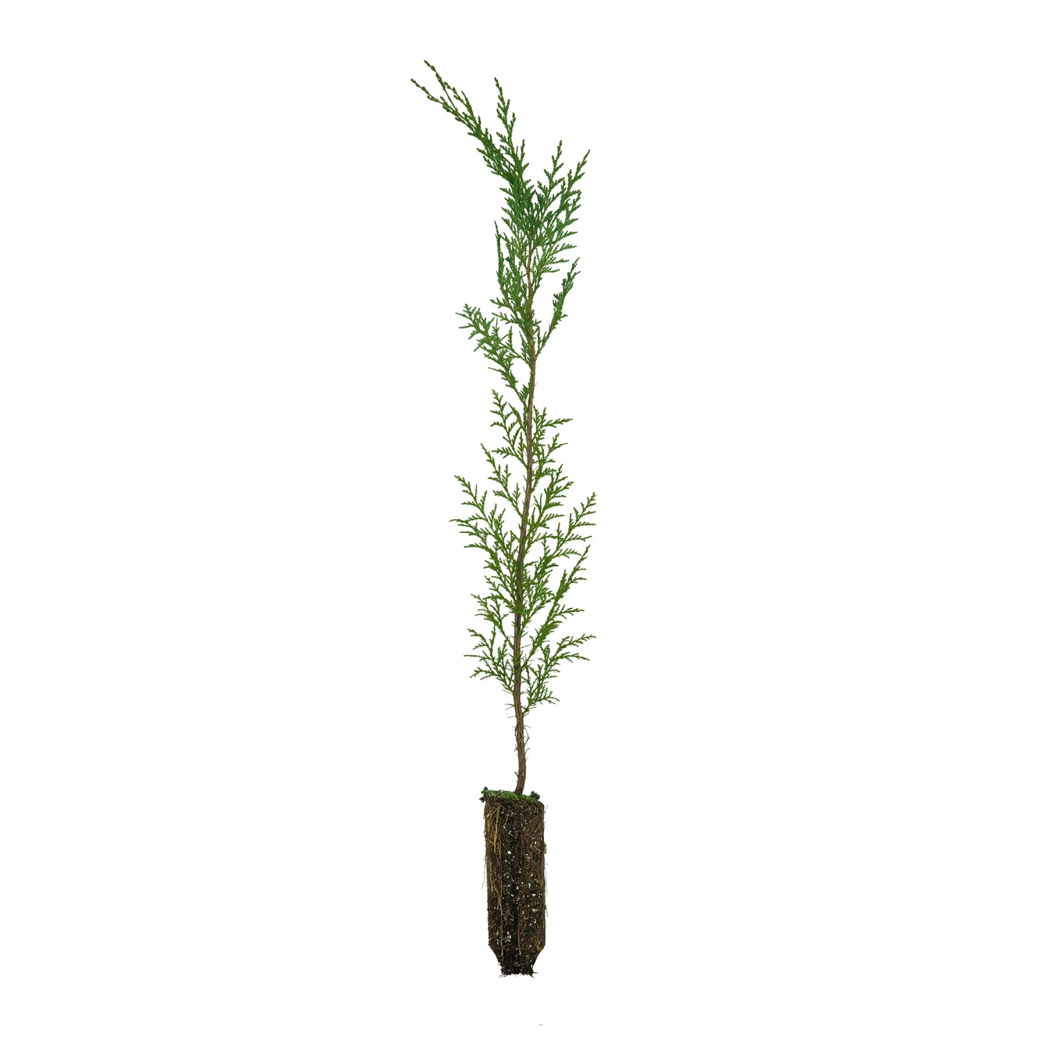 Port Orford Cedar | Medium Tree Seedling