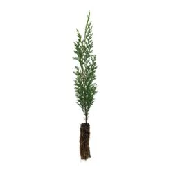 Port Orford Cedar | Lot Of 30 Tree Seedlings 14 Port Orford Cedar | Lot Of 30 Tree Seedlings -Evergreen Plants Shop Port Orford Cedar Small V2