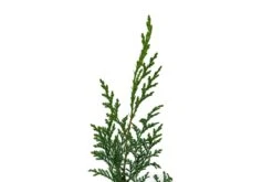 Port Orford Cedar | Lot Of 30 Tree Seedlings 15 Port Orford Cedar | Lot Of 30 Tree Seedlings -Evergreen Plants Shop PortOrfordCedar 13