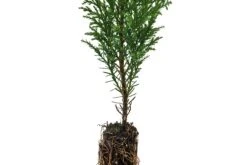 Port Orford Cedar | Small Tree Seedling -Evergreen Plants Shop PortOrfordCedar 15