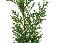 Port Orford Cedar | Small Tree Seedling -Evergreen Plants Shop PortOrfordCedar 16