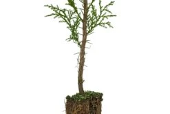Port Orford Cedar | Medium Tree Seedling -Evergreen Plants Shop Port Orford Cedar Med 2