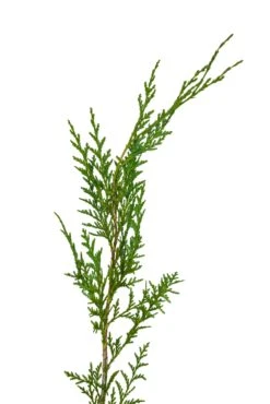 Evergreen Plants Shop -Evergreen Plants Shop Port Orford Cedar Med 4