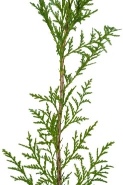 Port Orford Cedar | Medium Tree Seedling -Evergreen Plants Shop Port Orford Cedar Med 5