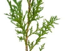 Port Orford Cedar | Medium Tree Seedling -Evergreen Plants Shop Port Orford Cedar Med 6