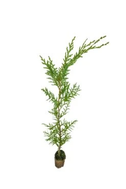 Port Orford Cedar | Medium Tree Seedling -Evergreen Plants Shop Port Orford Cedar Med 7
