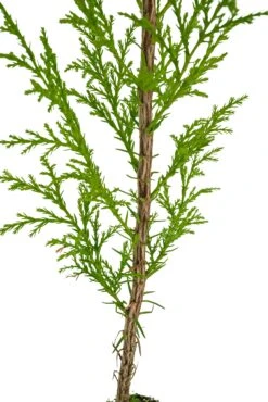 Port Orford Cedar | Medium Tree Seedling -Evergreen Plants Shop Port Orford Cedar Med 8