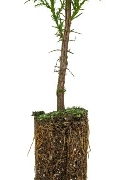 Port Orford Cedar | Medium Tree Seedling -Evergreen Plants Shop Port Orford Cedar Med 9