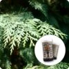 Port Orford Cedar | Mini-Grow Kit