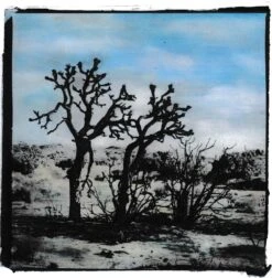 Joshua Tree | Seed Grow Kit -Evergreen Plants Shop R.CavalliJoshuaTree