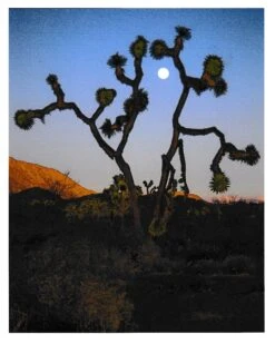 Joshua Tree | Seed Grow Kit -Evergreen Plants Shop R.CavalliJoshuaTreeII