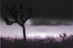 Joshua Tree | Seed Grow Kit -Evergreen Plants Shop R.CavalliJoshuaTreeIII