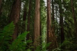 California Redwood | Coast Redwood | Seed Grow Kit -Evergreen Plants Shop RedwoodForestweFerninForeground f12e981d 11ca 4ffe a35d e9122c80c4fa