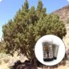 Rocky Mountain Juniper | Mini-Grow Kit