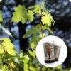 Rocky Mountain Maple | Mini-Grow Kit