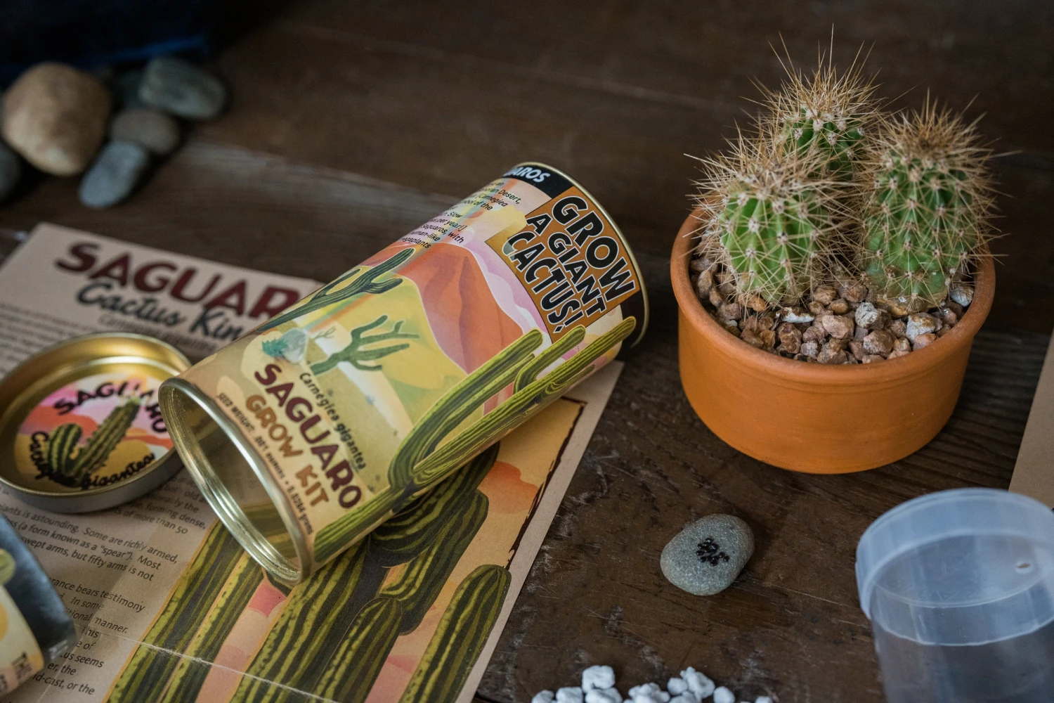 Saguaro Cactus | Seed Grow Kit 8 Saguaro Cactus | Seed Grow Kit - Image 8
