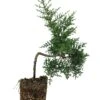 Bonsai Special | Arizona Cypress (F5)
