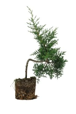 Bonsai Special | Arizona Cypress (F5)