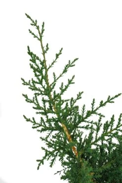 Bonsai Special | Arizona Cypress (F5) -Evergreen Plants Shop SantaCruzCypressBonsai 3