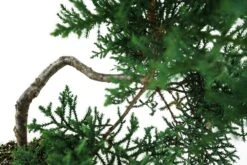 Bonsai Special | Arizona Cypress (F5) -Evergreen Plants Shop SantaCruzCypressBonsai 4