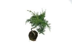 Bonsai Special | Arizona Cypress (F5) -Evergreen Plants Shop SantaCruzCypressBonsai 5