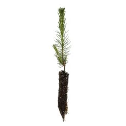 Scotch Pine | Small Tree Seedling