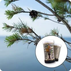 Scotch Pine | Mini-Grow Kit