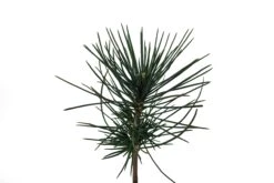 Jeffrey Pine | Medium Tree Seedling -Evergreen Plants Shop Seedling 3