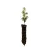 Serbian Spruce | Small Tree Seedling