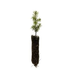 Serbian Spruce | Small Tree Seedling