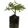 Bonsai Special | Serbian Spruce (E1)