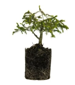 Bonsai Special | Serbian Spruce (E1)