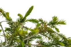 Bonsai Special | Serbian Spruce (E1) -Evergreen Plants Shop SerbianSpruceBonsai 3