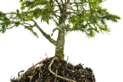 Bonsai Special | Serbian Spruce (E1) -Evergreen Plants Shop SerbianSpruceBonsai 4