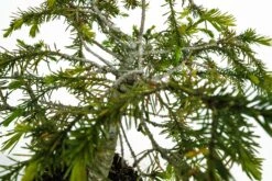 Bonsai Special | Serbian Spruce (E1) -Evergreen Plants Shop SerbianSpruceBonsai 5