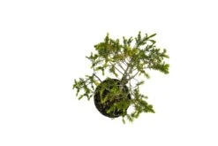 Bonsai Special | Serbian Spruce (E1) -Evergreen Plants Shop SerbianSpruceBonsai 6