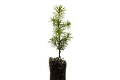 Evergreen Plants Shop -Evergreen Plants Shop SerbianSpruce Small 2 1