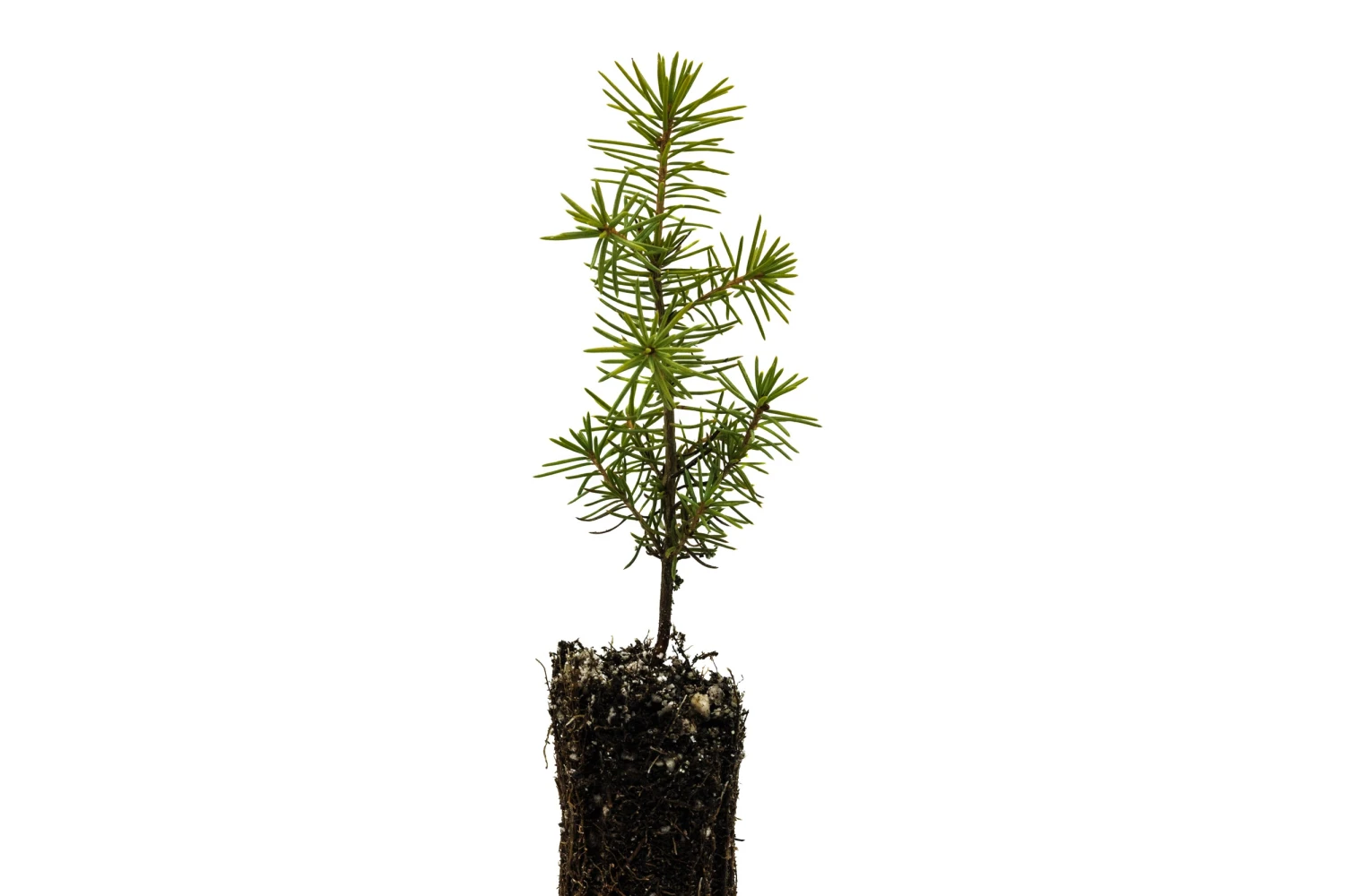 Serbian Spruce | Small Tree Seedling 2 Serbian Spruce | Small Tree Seedling - Image 2