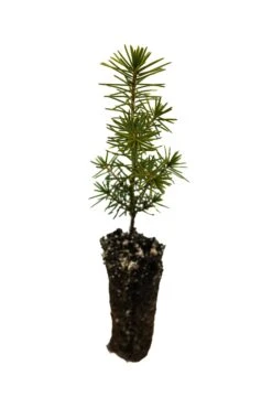 Serbian Spruce | Small Tree Seedling 15 Serbian Spruce | Small Tree Seedling -Evergreen Plants Shop SerbianSpruce Small 3 1