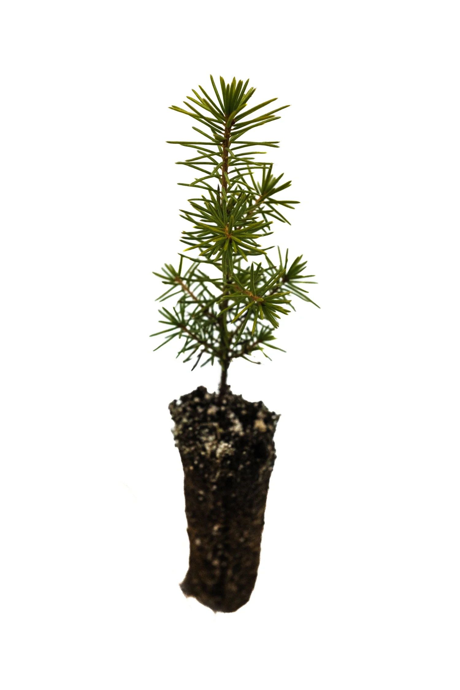 Serbian Spruce | Small Tree Seedling 3 Serbian Spruce | Small Tree Seedling - Image 3